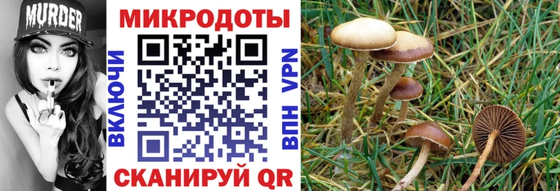 blacksprut tor  Жердевка  Галлюциногенные грибы мицелий 
